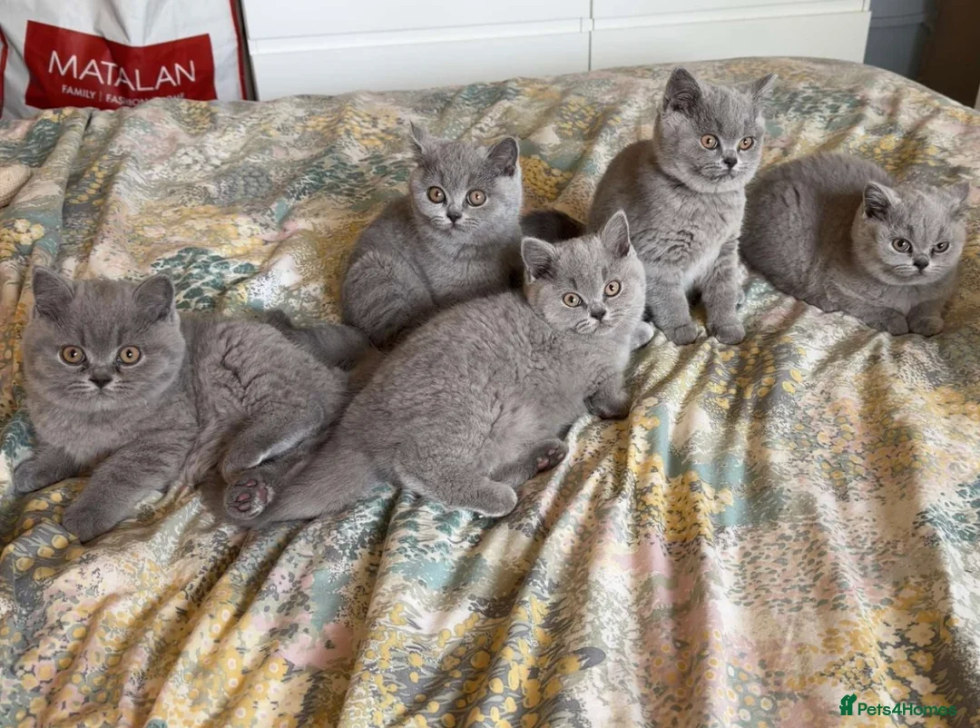 British Shorthair cats for sale: TICA registered champion bloodline BSH kittens - Advert 1