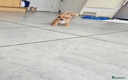 Chihuahua dogs for sale: Chihuahua puppies available  - Image 11