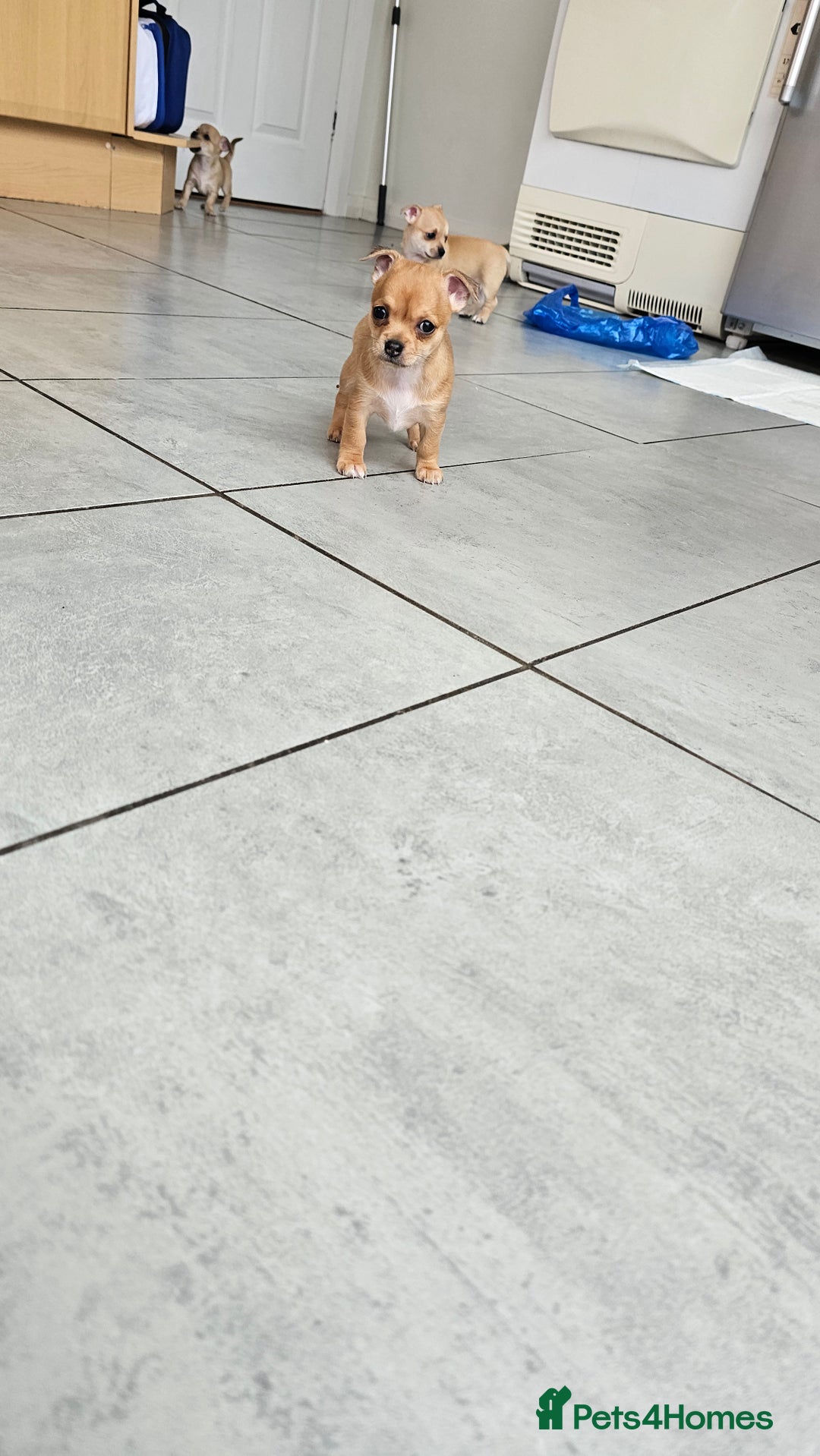 Chihuahua dogs for sale: Chihuahua puppies available  - Image 11