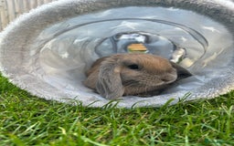 Mini Lop rabbits for sale: Bonnie is looking for a new home💓🎀 - Image 3