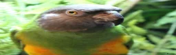 Parrots birds for sale: Adult, extremely tame senegal  - Advert 1