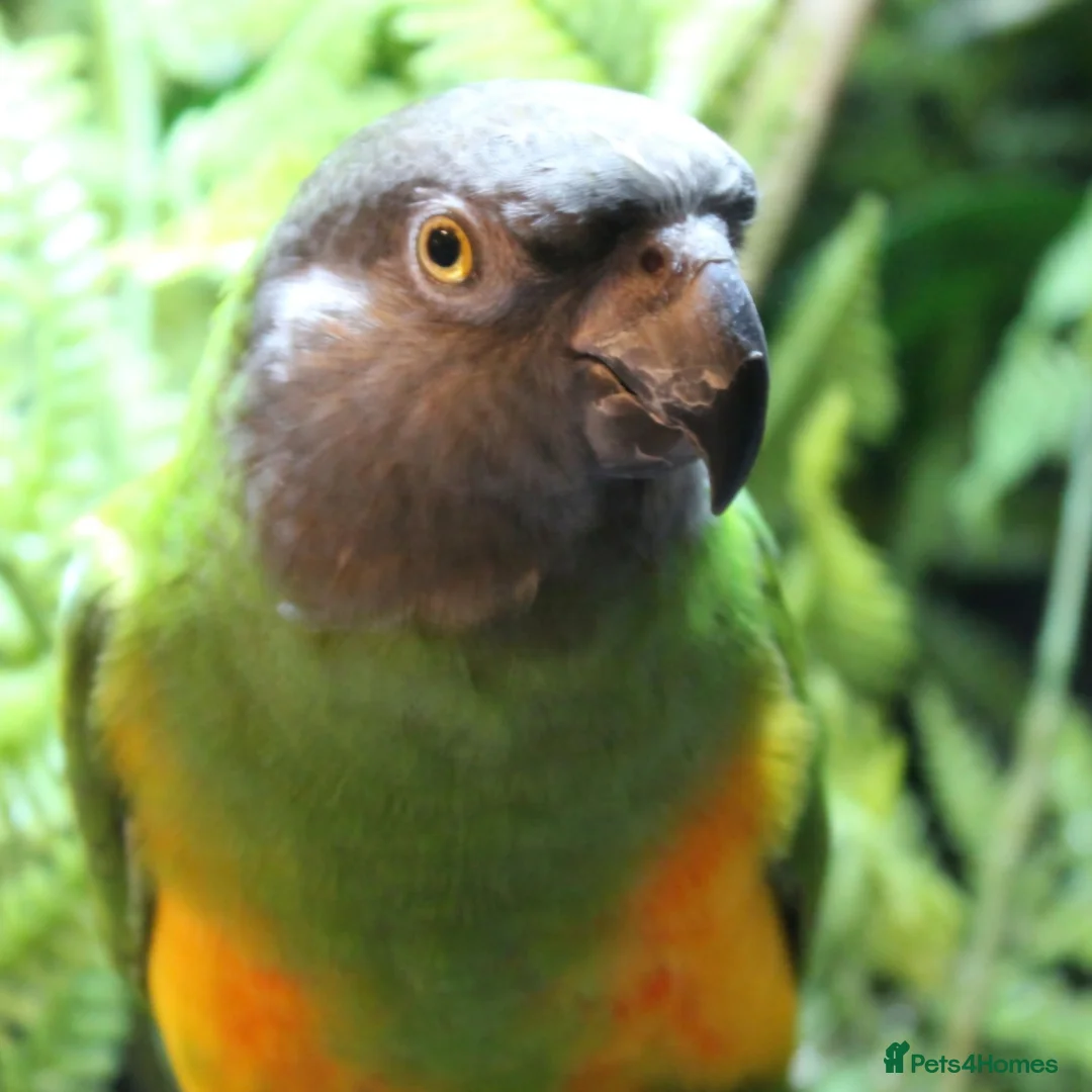 Parrots birds for sale: Adult, extremely tame senegal  - Advert 1