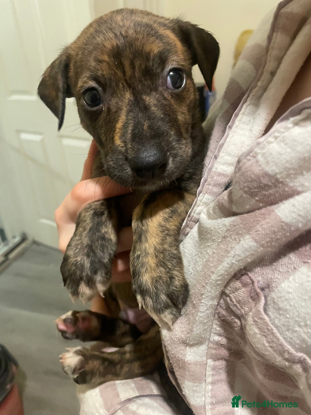 Lurcher dogs for sale: Greyhound/deerhound brindle lurchers - Advert 13