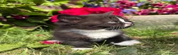 Exotic cats for sale: Exotic cross kitten  - Advert 6