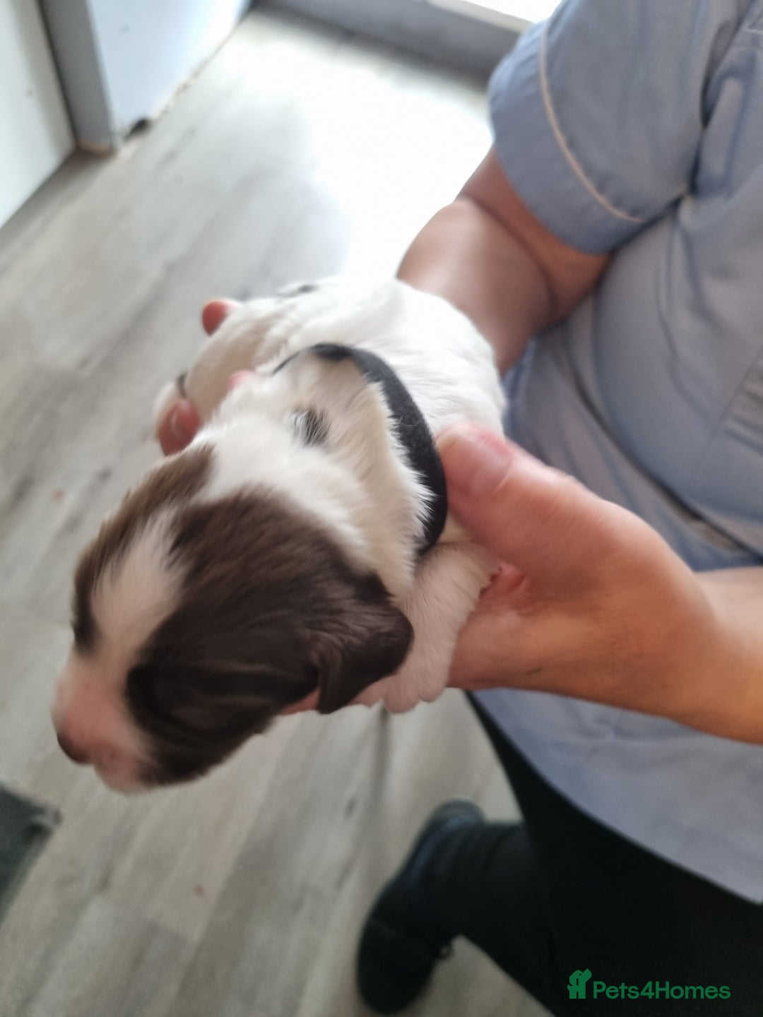 Sprocker dogs for sale: Sprocker  - Image 5