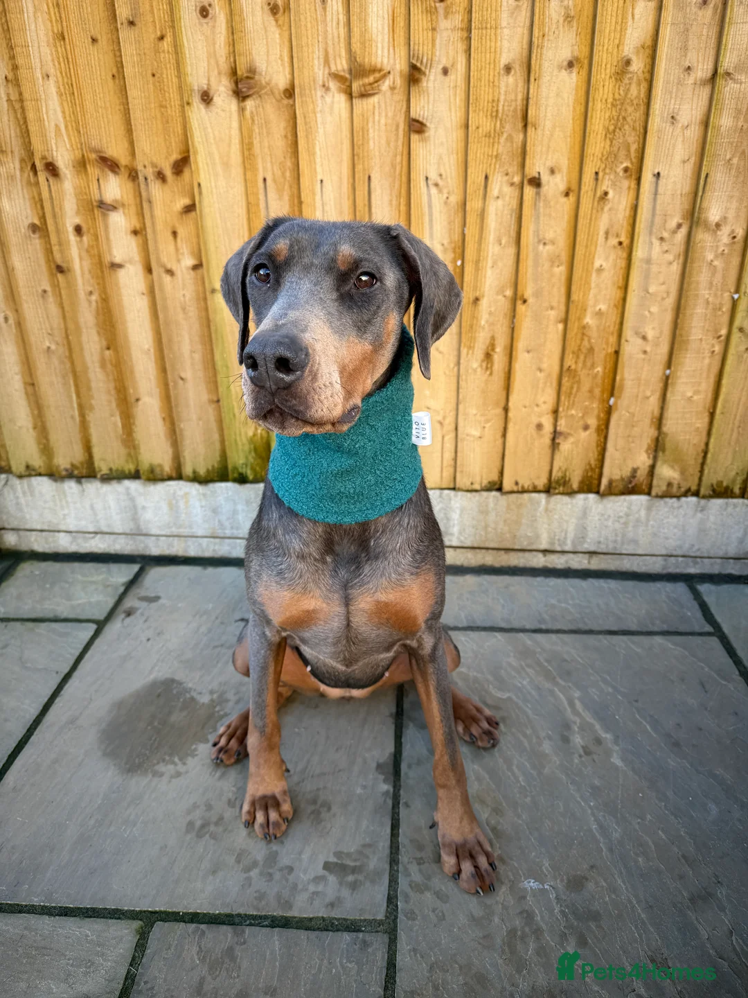 Dobermann dogs for sale: Female blue Doberman  - Advert 11
