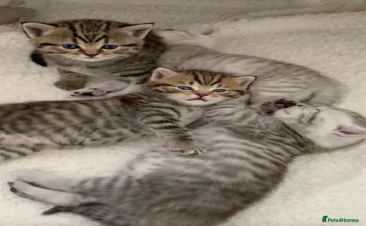 British Shorthair cats - Advert 14