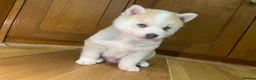 Pomsky dogs for sale: Stunning Blue Eyed F4 Pomsky Puppies in Widnes - Advert 6