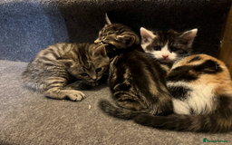 Domestic Shorthair cats for sale: 2 Male 1 Female Tabby Cats - Silver Tabby Mother - Image 2