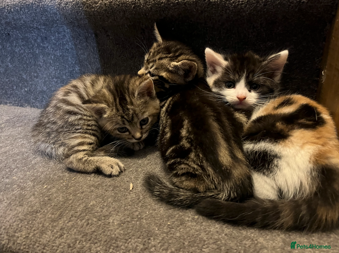 Domestic Shorthair cats for sale: 2 Male 1 Female Tabby Cats - Silver Tabby Mother - Image 2