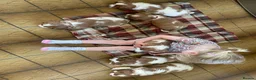 Cavalier King Charles Spaniel dogs for sale: 6 Beautiful KC Registered Cavalier King Charles  - Advert 5