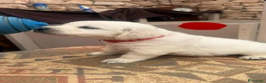 Golden Retriever 4