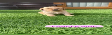 Cockerdor Puppy 6