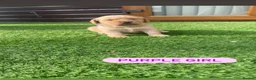 Cockerdor dogs for sale: 6 beautiful cockerdor puppies - Advert 17