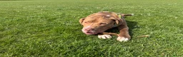 Mixed Breed dogs for sale: Bowen- Staffy x Lab - Advert 19