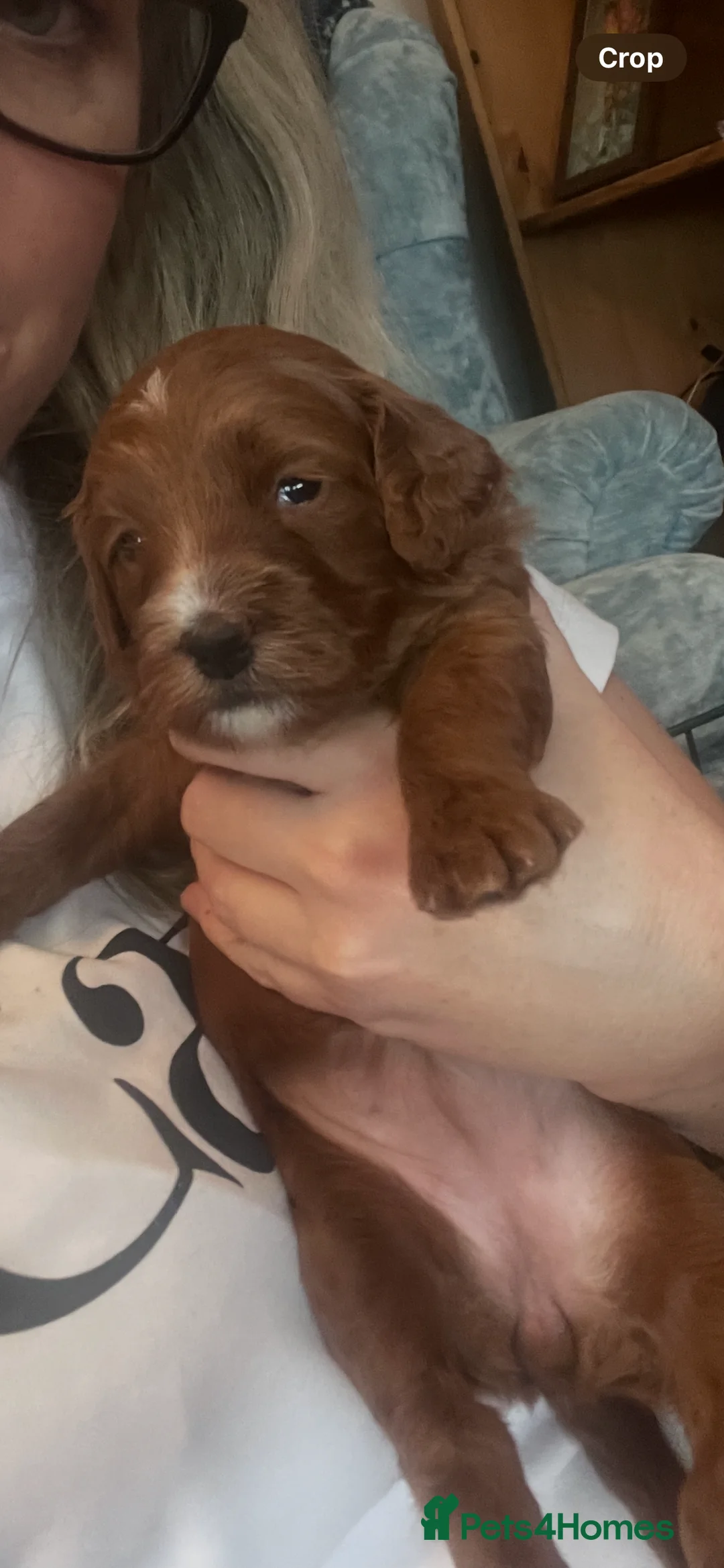 Cockapoo dogs for sale: X3 f1b cockapoo puppies  - Advert 33