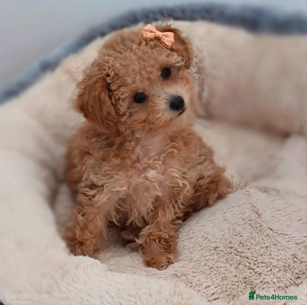Toy Poodle dogs for sale: Tiny Asian Toy Poodle Puppies ( ONLY ONE LEFT) - Advert 2