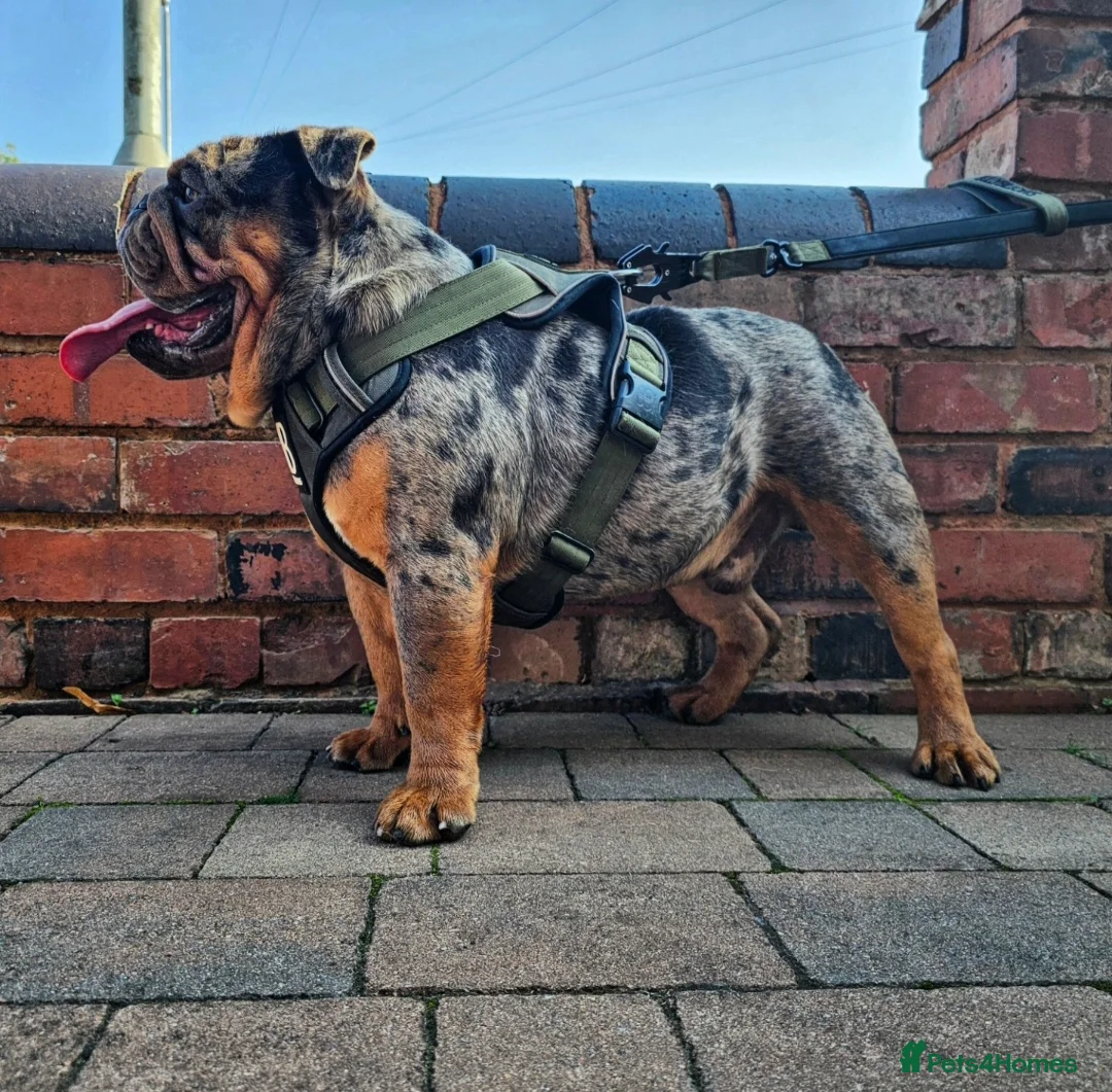 English Bulldog dogs for stud: **RogueRoyales Stud Famous** Health Tested Clear  in Wolverhampton - Advert 6