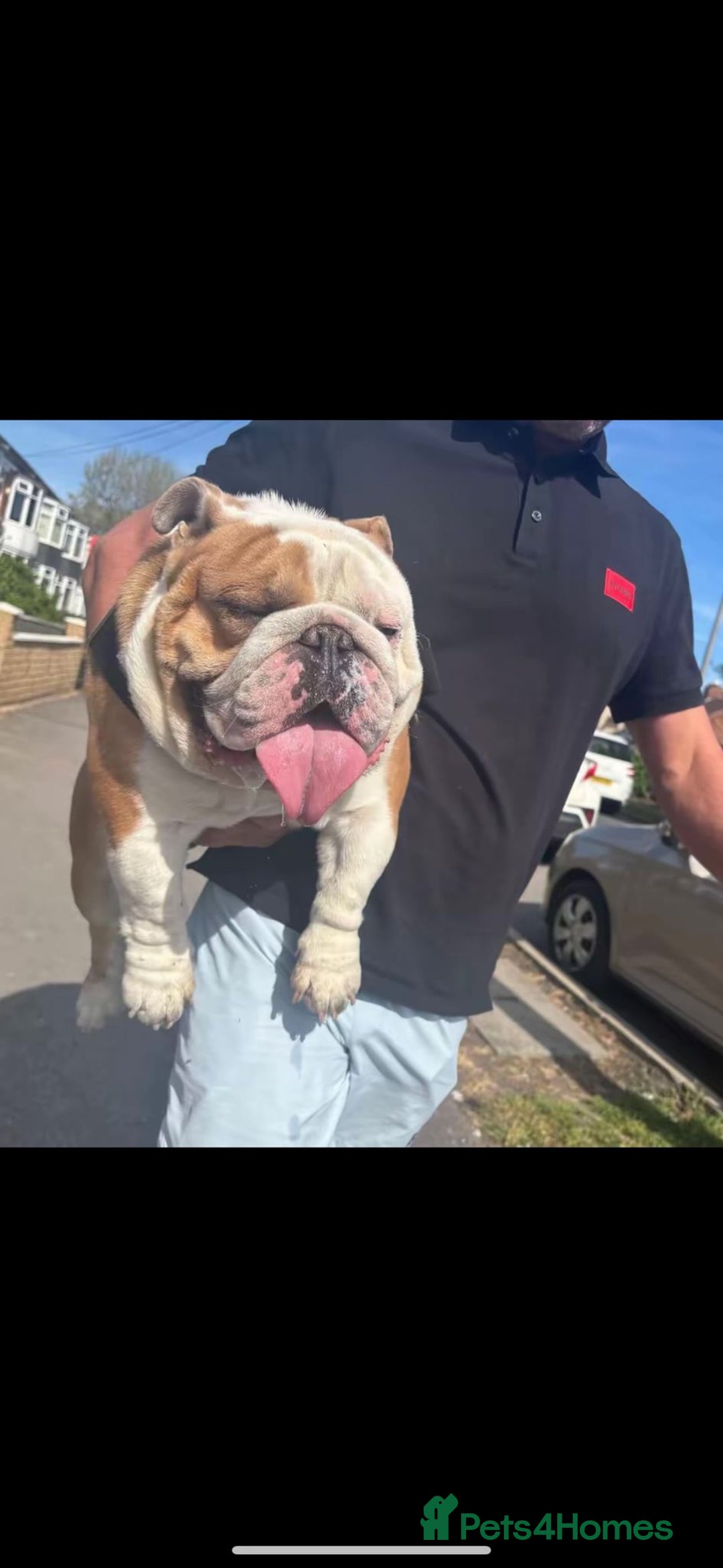 English Bulldog dogs for sale: British bulldaog - Image 3