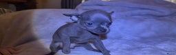 Chihuahua dogs for sale: Three Boy Chihuahuas | Lilac & Blue | Ready - Advert 6