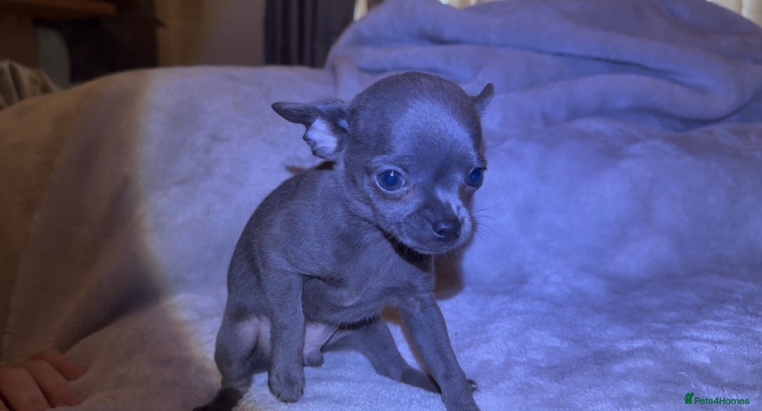 Chihuahua dogs for sale: Three Boy Chihuahuas | Lilac & Blue | Ready - Advert 6