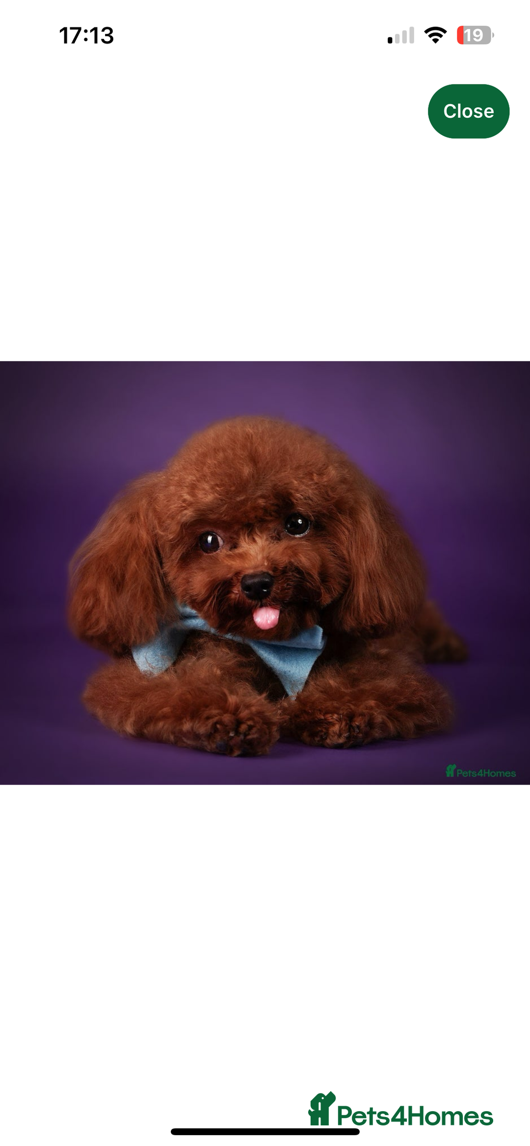 Toy Poodle dogs for sale: 5* Champion Bloodline  Asian Toy Poodles - Advert 13