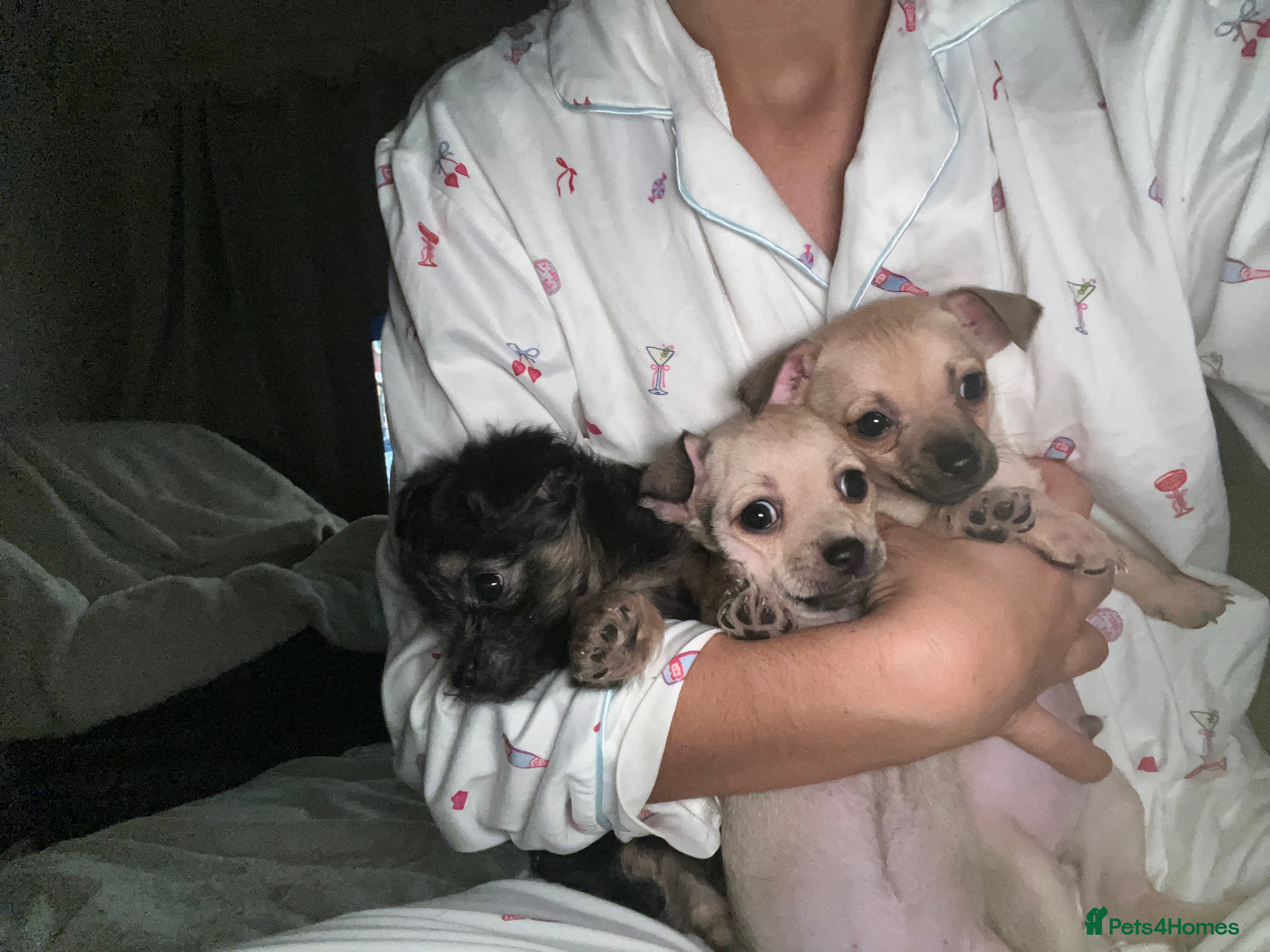 Chihuahua dogs Chihuahua puppy’s  - Advert 1