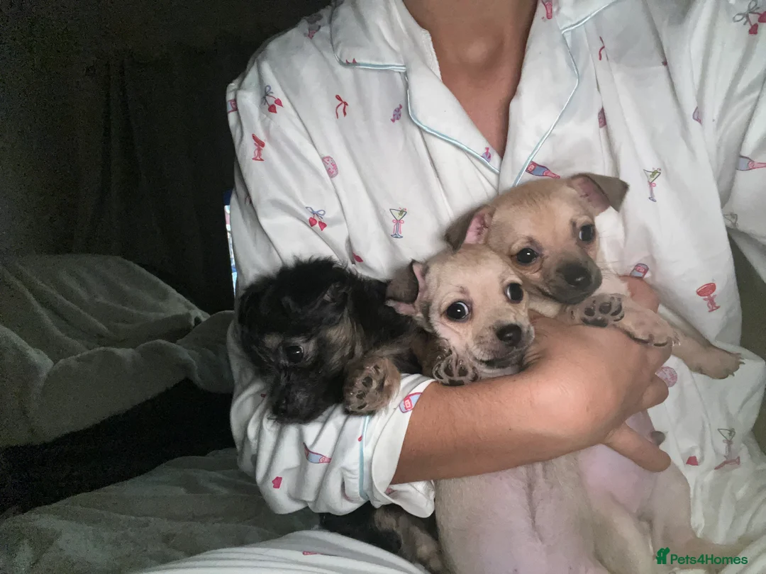 Chihuahua dogs for sale: Chihuahua puppy’s  - Advert 1