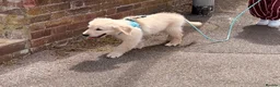 Golden Retriever dogs for sale: Benny is looking for a new home  in Doncaster - Advert 7