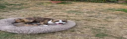 Staffordshire Bull Terrier dogs for sale: Staffordshire Terrier puppies - Advert 3