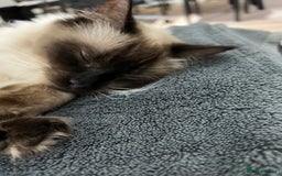 Ragdoll cats for sale: Loving Home Needed for Our Dear Cat, Nina - Image 16