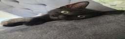 Mixed Breed cats for sale: Beautiful kittens for sale in Hartlepool - Advert 3