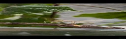 Stick Insects invertebrates for sale: Sunny stick insects - Advert 2