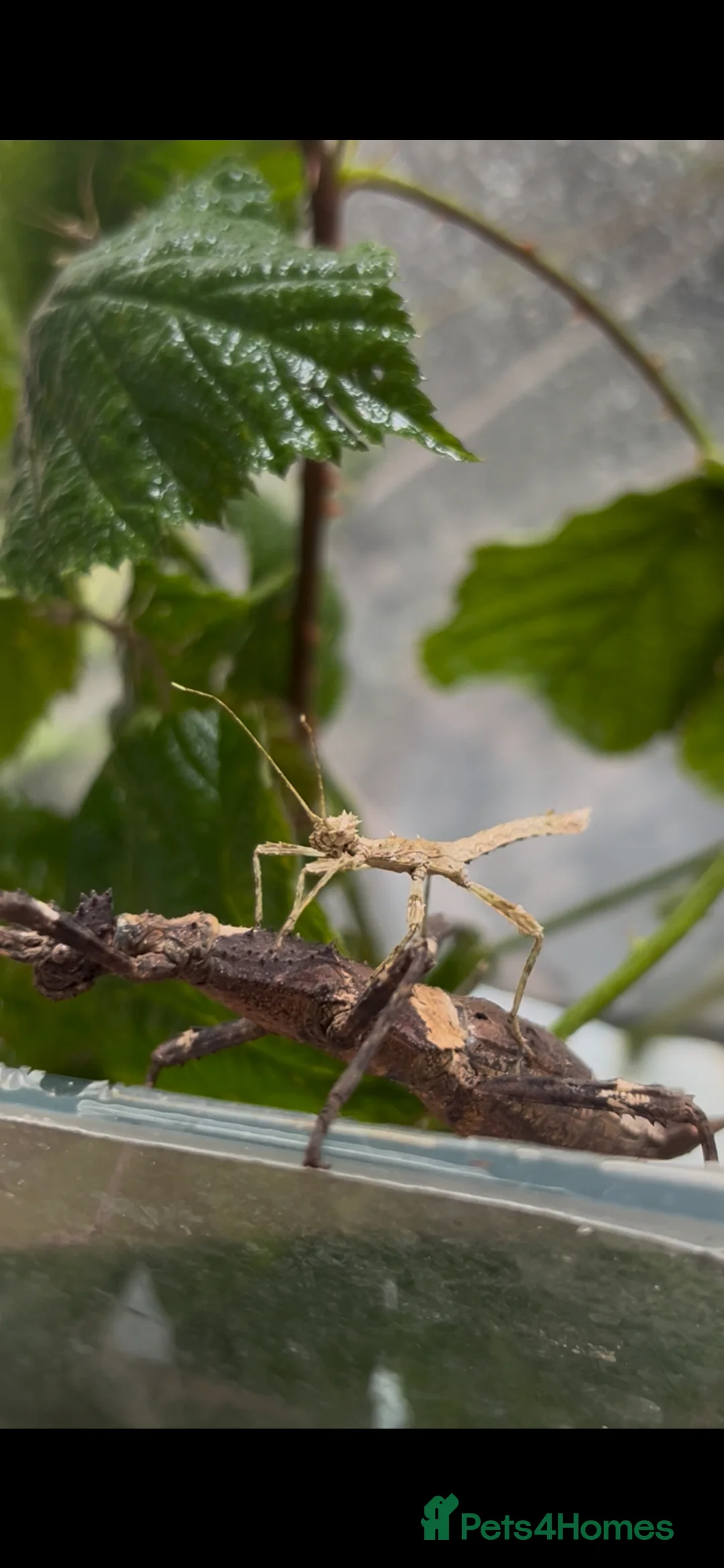 Stick Insects invertebrates for sale: Sunny stick insects - Advert 2