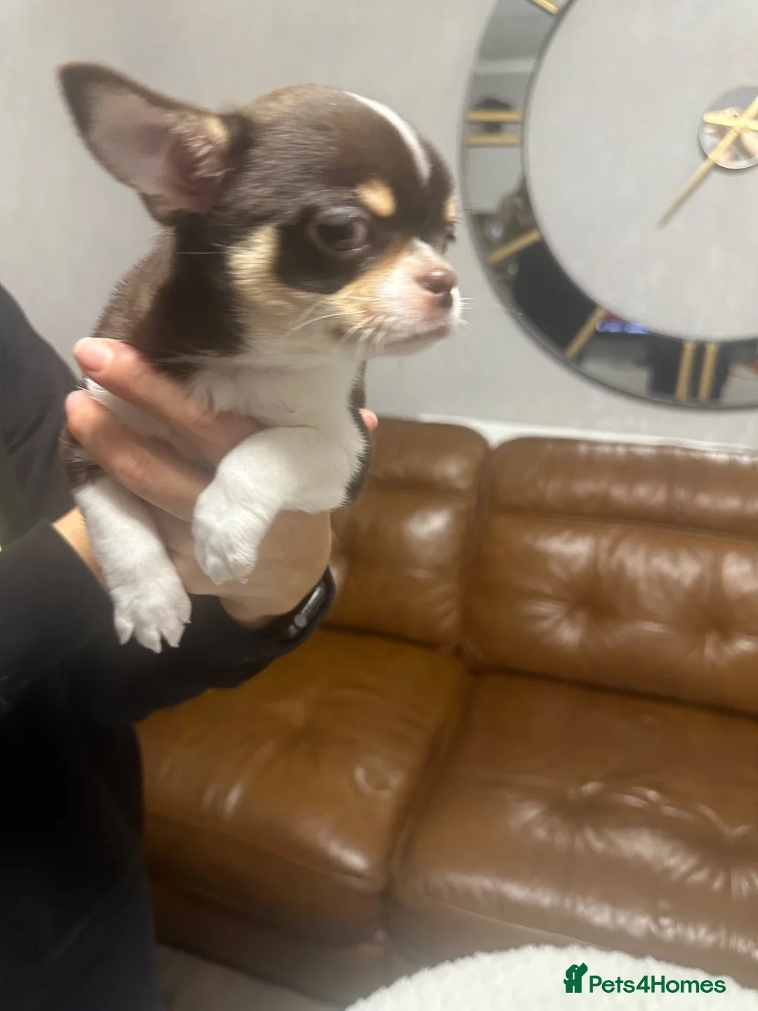 Chihuahua dogs for sale: Chihuahua puppies  in Derby - Advert 8