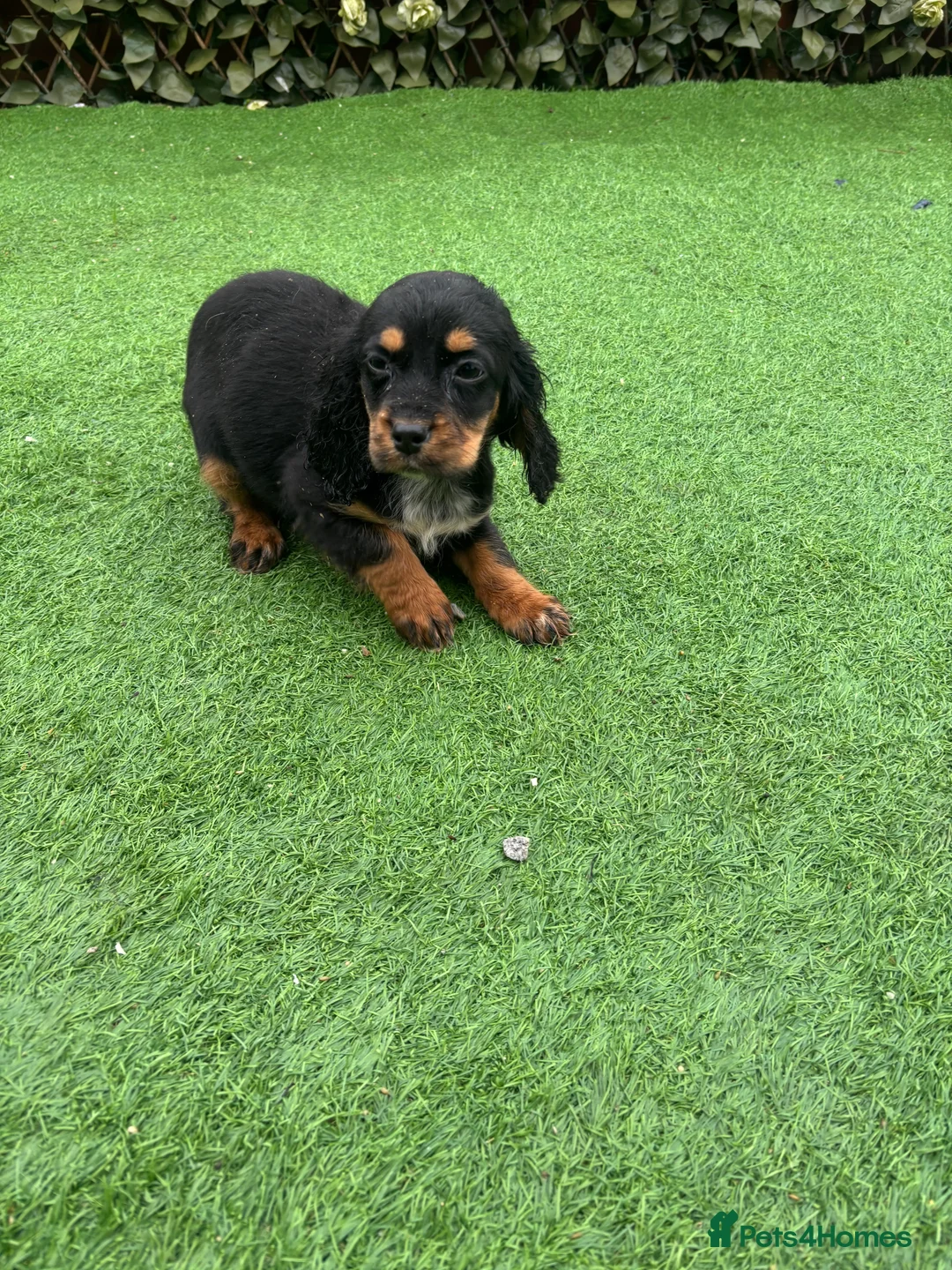 Cockalier dogs for sale: Beautiful Cockerlier puppies forsale - Advert 3