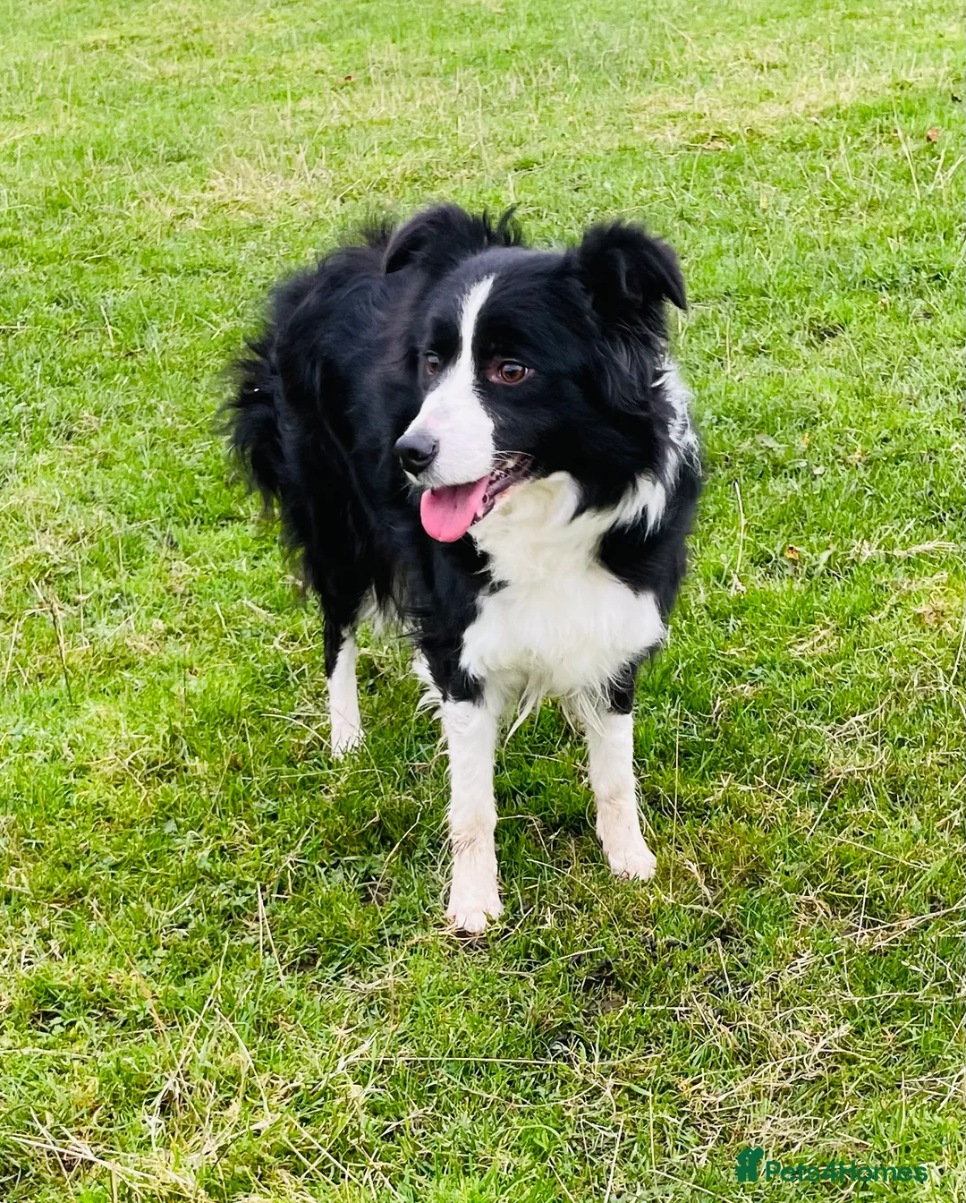 Border Collie dogs for sale: REGISTERED & HEALTH TESTED BITCH - Advert 2