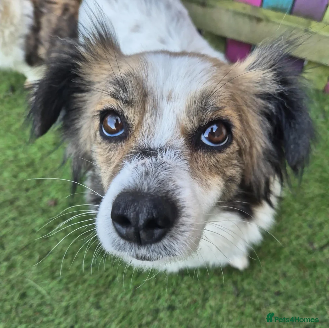 Mixed Breed dogs for adoption: Buddy - In Ayr Looking for a home  - Advert 2