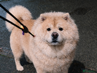 Chow Chow dogs 🌍 UKs first Lilac Panda Chow Chow Stud - KC - Advert 10