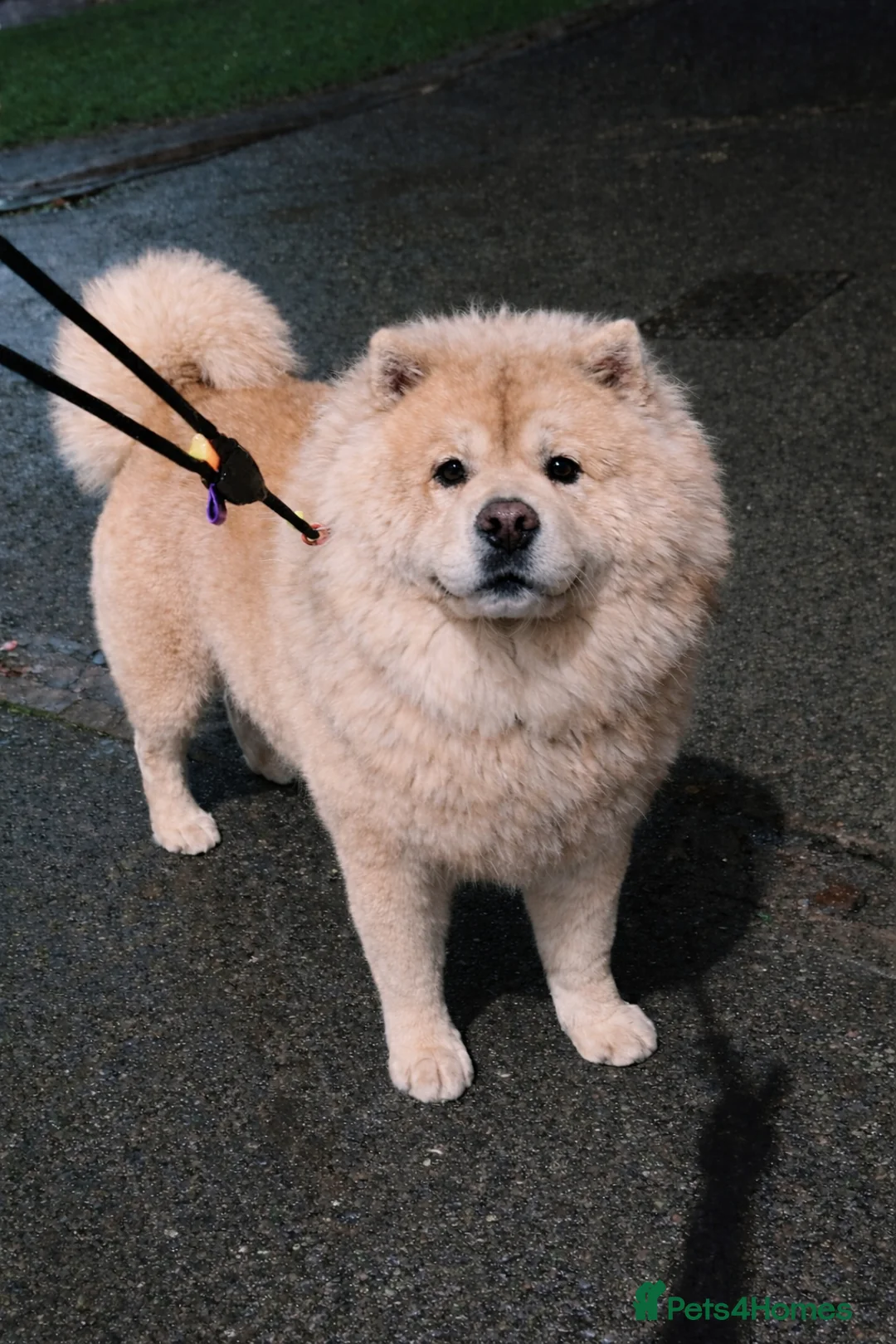 Chow Chow dogs for stud: 🌍 UKs first Lilac Panda Chow Chow Stud - KC - Advert 1