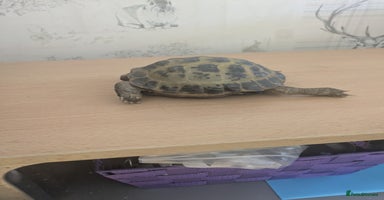 Tortoise reptiles - Advert 7