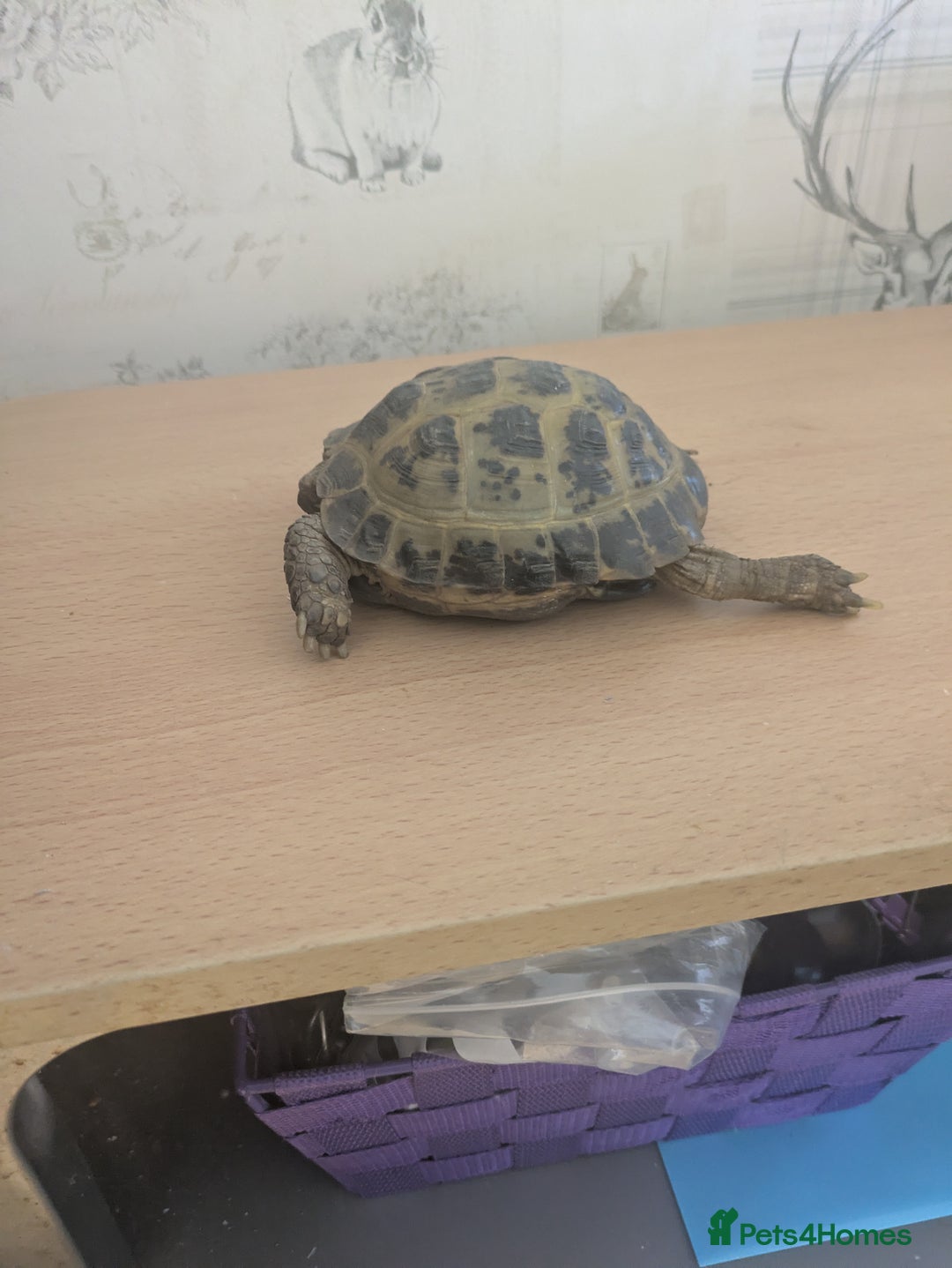 Tortoise reptiles for sale: Horsfield Tortoise 5yrs old male  - Image 2