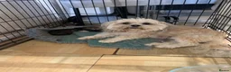 Lhasa Apso dogs for sale: Adorable Lhasa Apso puppies for sale - Advert 8