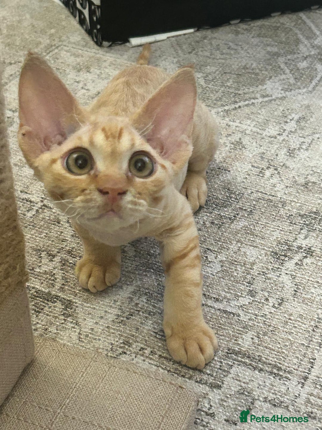 Devon Rex cats for sale: Devon Rex Kitten - Image 4