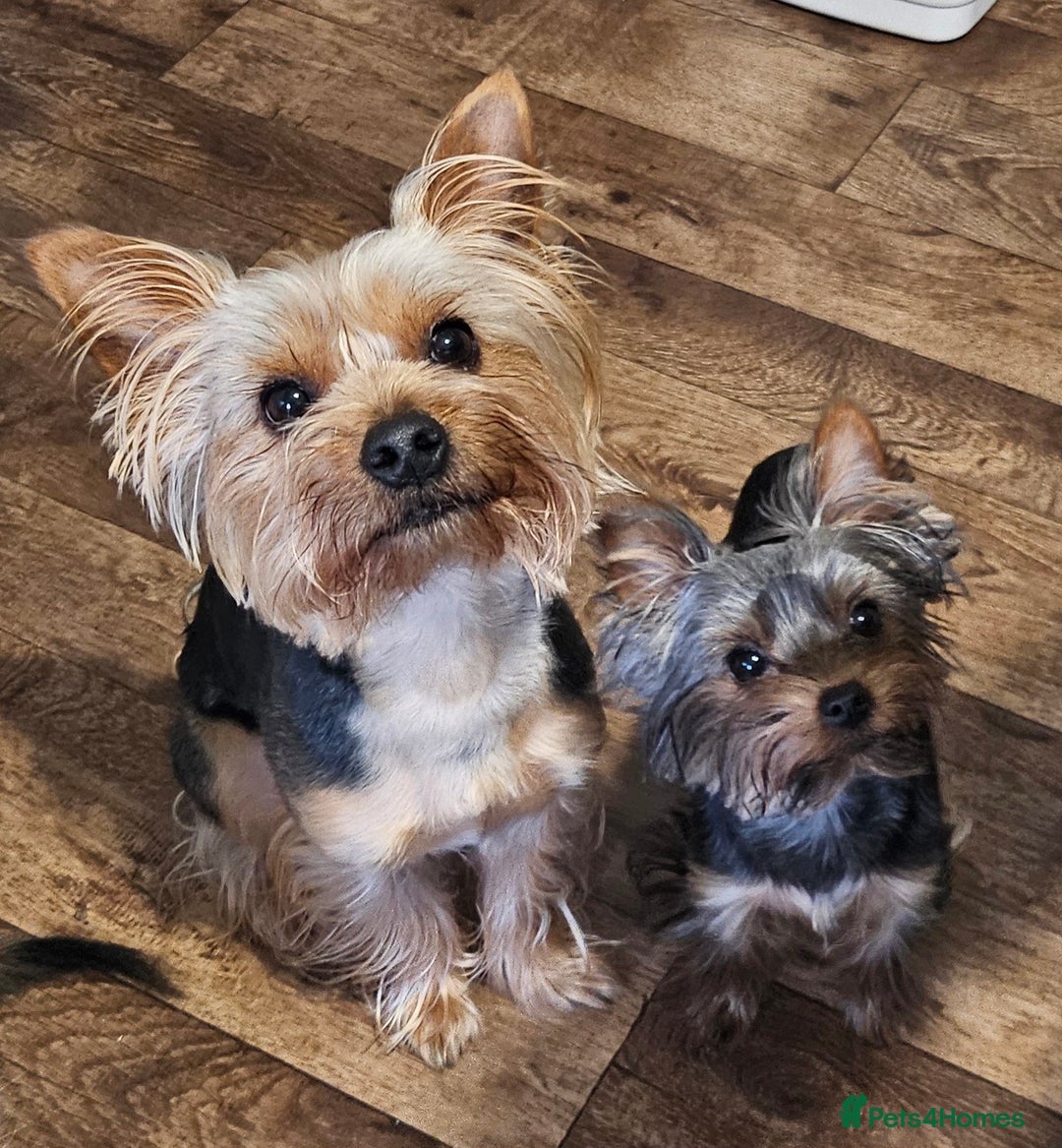 Yorkshire Terrier dogs for sale: Little Boss - Advert 2