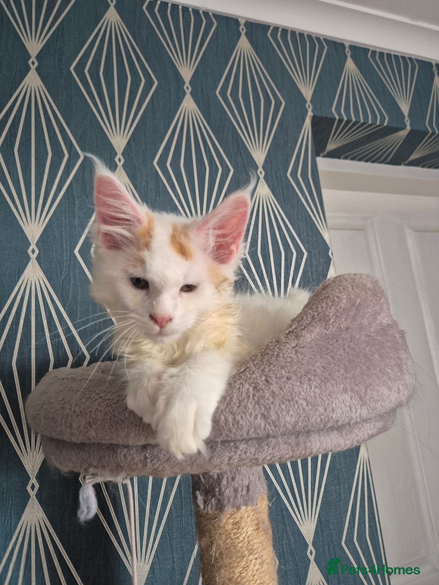 Maine Coon cats Tica Registered Kittens - Advert 2