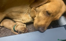 Labrador Retriever dogs for sale: Beautiful Fox Red Labrador Puppies - Image 2