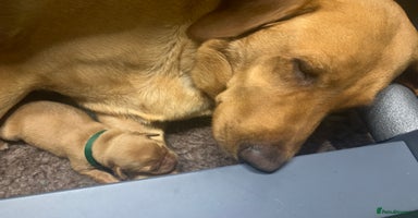 Labrador Retriever dogs - Advert 3