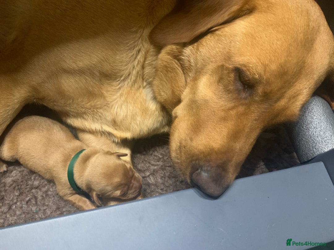 Labrador Retriever dogs for sale: Beautiful Fox Red Labrador Puppies - Image 2