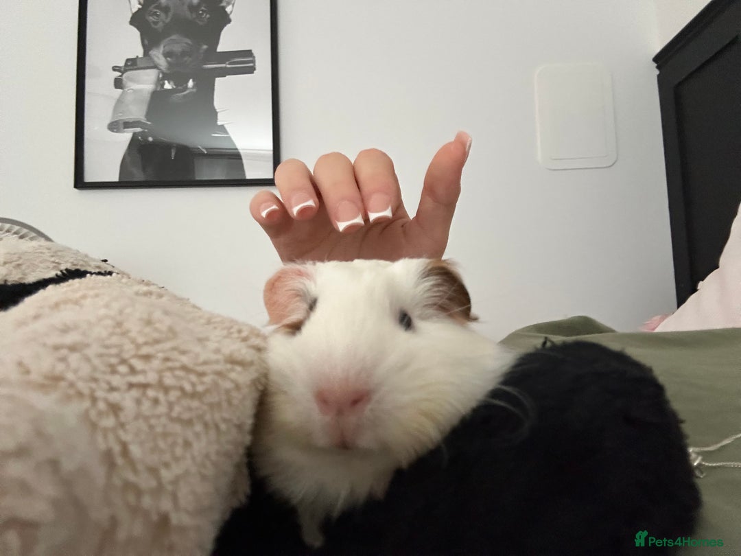 Guinea Pig rodents for sale: 4 guinea pigs  - Image 14